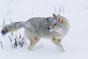 Images Dated 2nd March 2014: Coyote in Winter