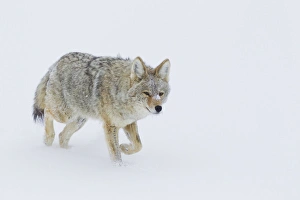 Images Dated 2nd March 2014: Coyote in Winter