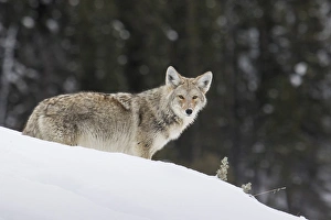 Survival Prints: Coyote in Winter