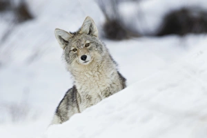 Wyoming Prints: Coyote in Winter