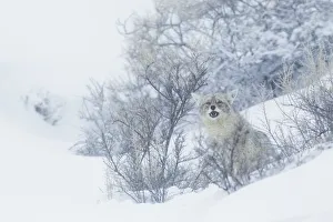 Yellowstone Prints: Coyote, winter hiding spot