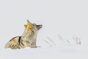 Nature Prints: Coyote, winter rest