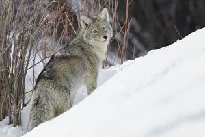 Survival Prints: Coyote; Winter Survival