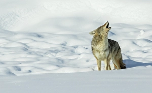 Yellowstone Prints: Coyote yelping in the wintery landscape
