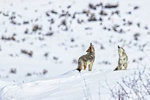Coyotes howling in winter in the Northern Range of Yellowstone National Park