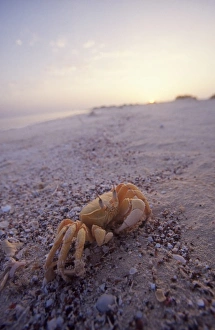 Break Water Prints: Crab on sand, Siyull Island (Fury Shoal area), Red Sea, Egypt