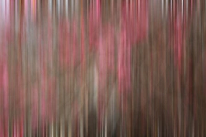 Savanah Stewart Prints: Crabapple Tree blossoms