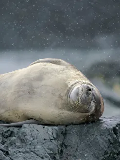 Crabeater Seal, Antarctica, Antarctic Peninsula, Detaille Island