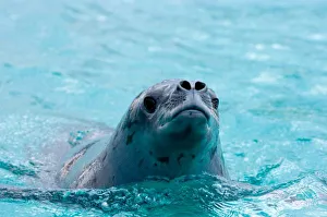 crabeater seal, Lobodon carcinophaga, in waters off the western Antarctic Peninsula