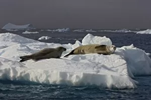 Images Dated 28th January 2007: crabeater seal, Lobodon carcinophaga, pair resting on glacial ice along the western