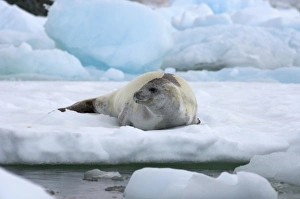 crabeater seal, Lobodon carcinophaga, resting on a saltwater pan of sea ice, off
