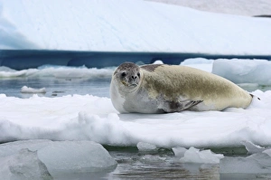 crabeater seal, Lobodon carcinophaga, resting on a saltwater pan of sea ice, off