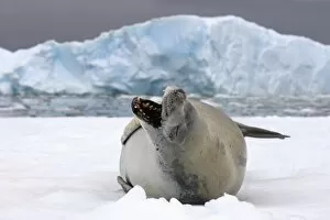 Images Dated 31st January 2007: crabeater seal, Lobodon carcinophaga, resting on a saltwater pan of sea ice, off