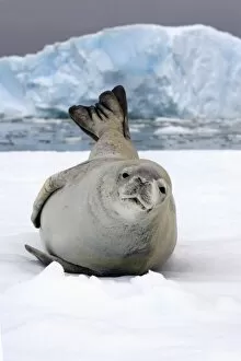 Images Dated 31st January 2007: crabeater seal, Lobodon carcinophaga, resting on a saltwater pan of sea ice, off
