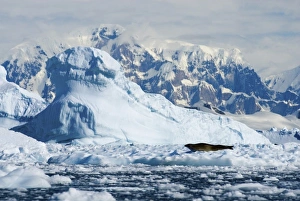 crabeater seal, Lobodon carcinophaga, resting on glacial ice along the western Antarctic Peninsula
