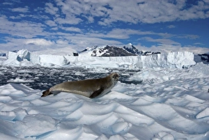 crabeater seal, Lobodon carcinophaga, resting on glacial ice along the western Antarctic Peninsula
