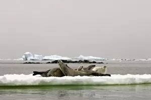 Images Dated 1st February 2007: crabeater seal, Lobodon carcinophaga, group resting on glacial ice along the western