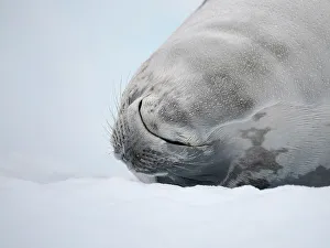 Raindrop Prints: Crabeater Seal, resting on ice floe. Antarctica, Antarctic Peninsula, Detaille Island