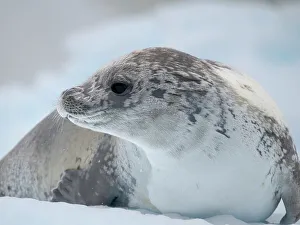 Crabeater Seal, resting on ice floe. Antarctica, Antarctic Peninsula, Detaille Island