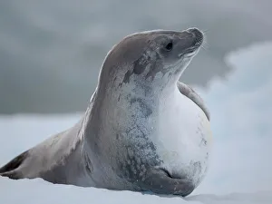 Crabeater Seal, resting on ice floe. Antarctica, Antarctic Peninsula, Detaille Island