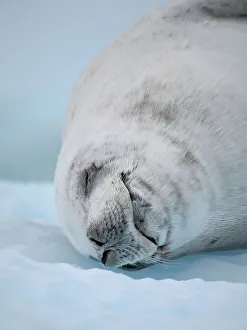 Crabeater Seal, resting on ice floe. Antarctica, Antarctic Peninsula, Detaille Island