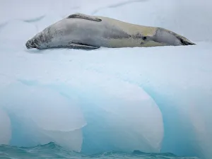 Crabeater Seal, resting on ice floe. Antarctica, Antarctic Peninsula, Detaille Island