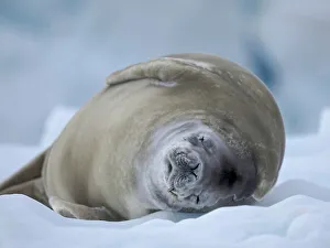 Crabeater Seal, resting on ice floe. Antarctica, Antarctic Peninsula, Detaille Island