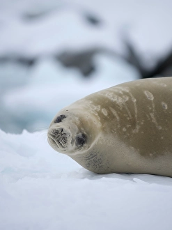 Seal Prints: Crabeater seal resting on an ice floe, Antarctic Peninsula, Portal Point