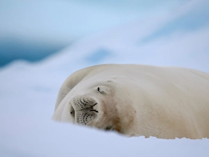 Seal Prints: Crabeater seal resting on an ice floe, Antarctic Peninsula, Portal Point