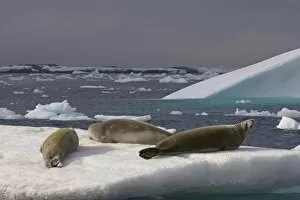 Images Dated 28th January 2007: crabeater seals, Lobodon carcinophaga, resting on glacial ice along the western Antarctic Peninsula