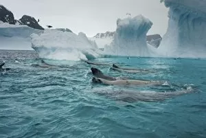 Images Dated 13th May 2005: crabeater seals, Lobodon carcinophaga, feeding on a school of krill in waters off
