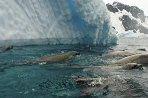 crabeater seals, Lobodon carcinophaga, feeding on a school of krill in waters off