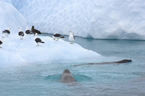 crabeater seals, Lobodon carcinophaga, and seagulls feeding on a school of krill