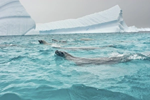 Images Dated 13th May 2005: crabeater seals, Lobodon carcinophaga, feeding on a school of krill in waters off
