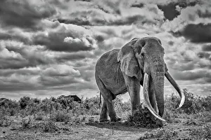 Animal Preserve Prints: Craig the Elephant, largest Amboseli elephant, Amboseli National Park, Africa