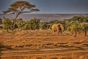 Animal Preserve Prints: Craig the Elephant, largest Amboseli elephant, Amboseli National Park, Africa