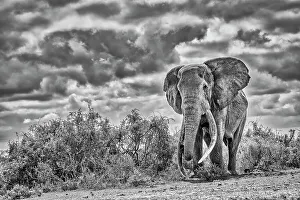 Animal Preserve Prints: Craig the Elephant, largest Amboseli elephant, Amboseli National Park, Africa