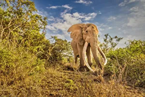 Animal Preserve Prints: Craig the Elephant, largest Amboseli elephant, Amboseli National Park, Africa