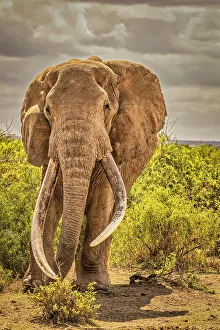 Animal Preserve Prints: Craig the Elephant, largest Amboseli elephant, Amboseli National Park, Africa