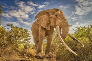 Animal Preserve Prints: Craig the Elephant, largest Amboseli elephant, Amboseli National Park, Africa