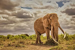 Animal Preserve Prints: Craig the Elephant, largest Amboseli elephant, Amboseli National Park, Africa