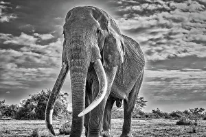 Safari Prints: Craig, largest Amboseli elephant, Amboseli National Park