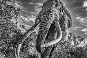Safari Prints: Craig, largest Amboseli elephant, Amboseli National Park