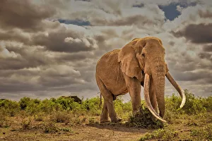 Safari Prints: Craig, largest Amboseli elephant, Amboseli National Park