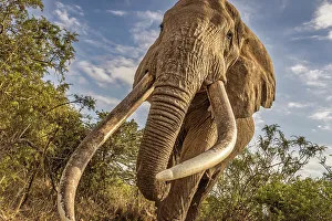 Safari Prints: Craig, largest Amboseli elephant, Amboseli National Park