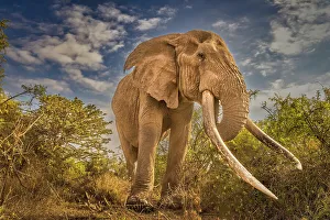 Safari Prints: Craig, largest Amboseli elephant, Amboseli National Park