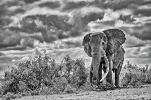 Safari Prints: Craig, largest Amboseli elephant, Amboseli National Park