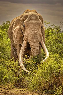 Safari Prints: Craig, largest Amboseli elephant, Amboseli National Park
