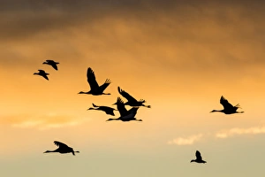 Gaggle Prints: Cranes and geese in flight, Bosque del Apache NWR, NM