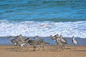 Shorebird Prints: Crashing waves, Florida